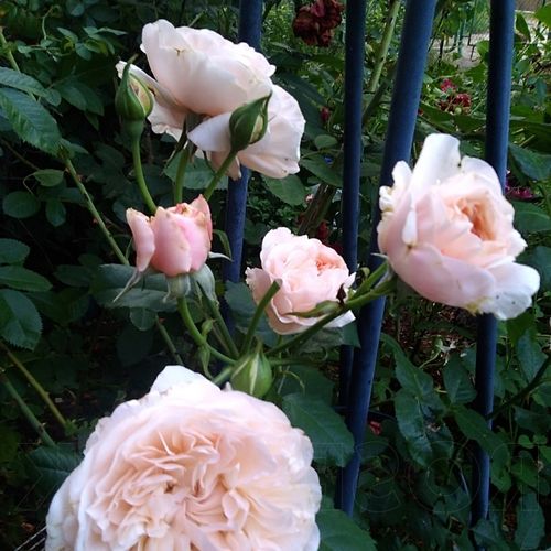 Rosa  Rose de Tolbiac® - růžová - Stromkové růže s květy anglických růží - stromková růže s převislou korunou